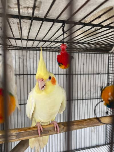 Cocktail breeder pair+Cage+ 3 patha