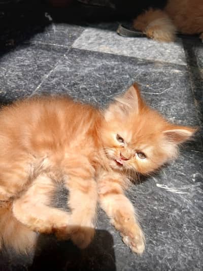 persian male kitten