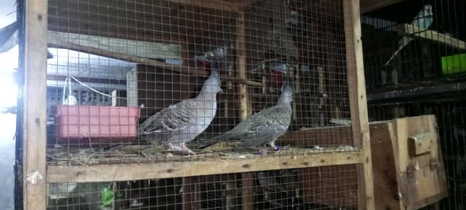 crusted dove