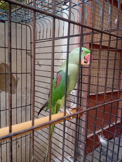 Alexander parrot 2 male Hy ak female Hy Bolna Sikh Rhy Hy hath tanner