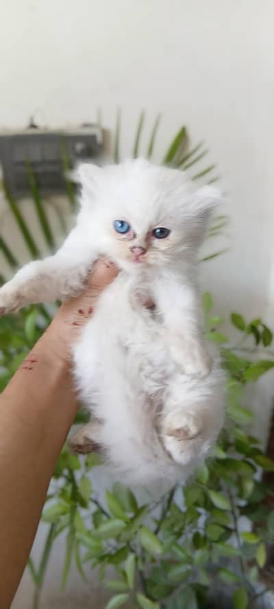 Persian triple coat kittens odd eye