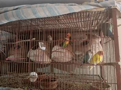 4 portion cage with all birds urgent sale