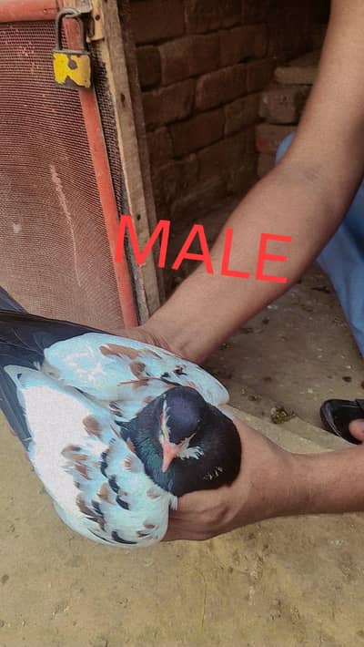 pigeon available location muzaffarghr