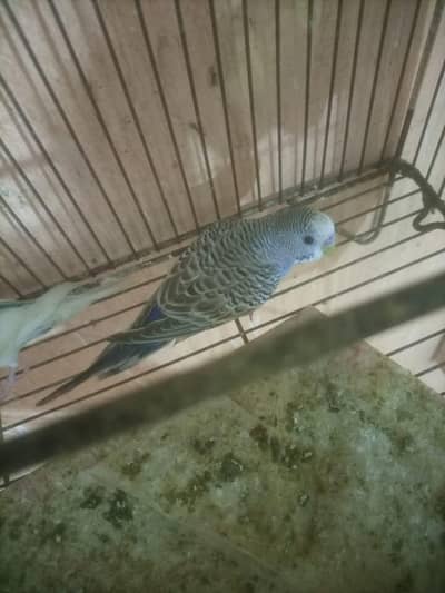 bajri parrot 3peace