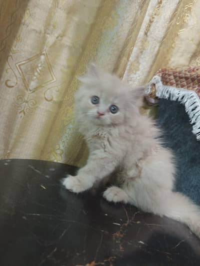Persian kitten