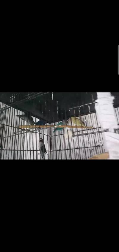 4 Breeder pair parsnata and Rosicolli lovebirds