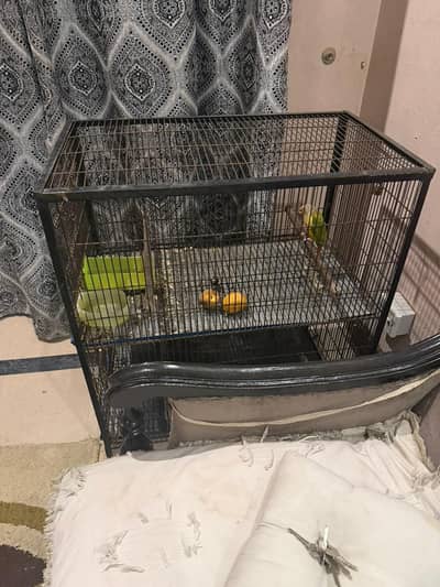 Pineapple Chick Parrot with Large Cage for Sale