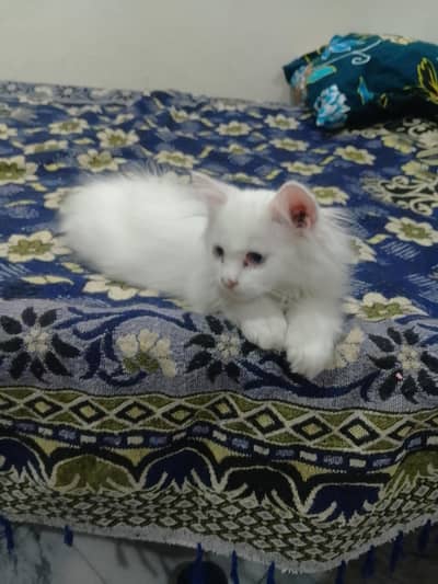 MashaAllah bohat pyari cat ha friendly washroom jati