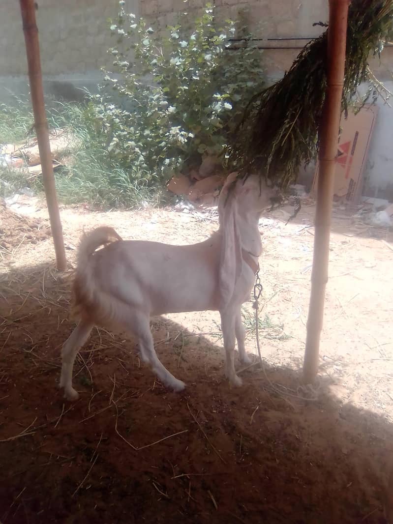 Gulabi Path 5