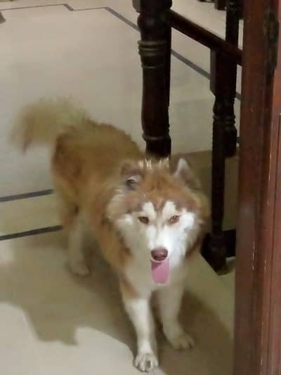 Husky dog.