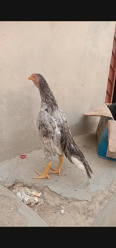 Mashallha phatta for sale acha blood line