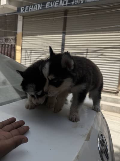 Husky Pair 2 months