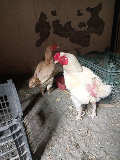 Ko Shamo/Smallest aseel/quality birds