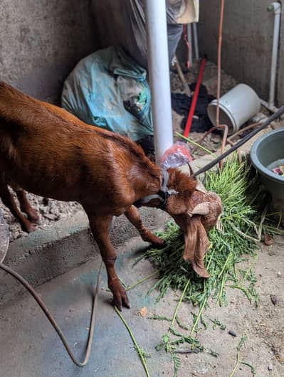 Bakra fo sale