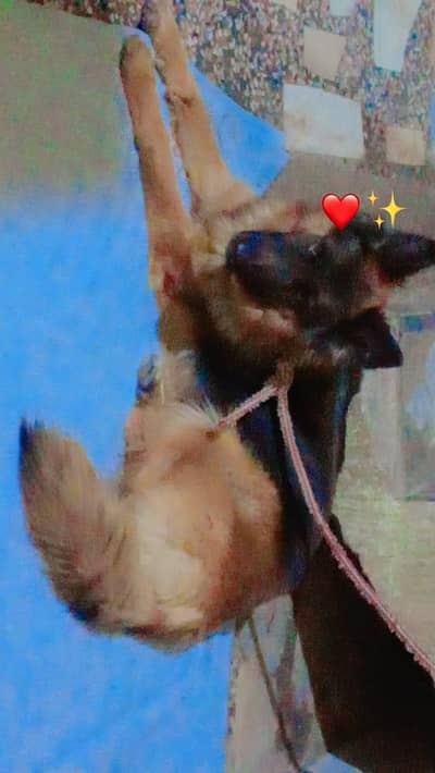 friendly and family dog