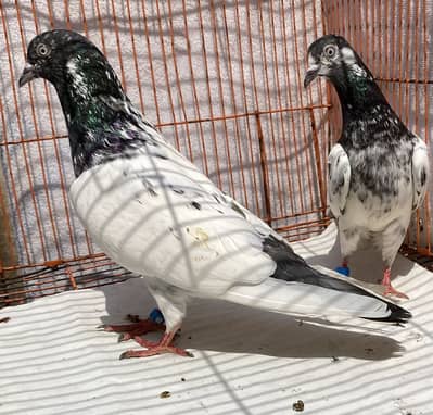 Teddy bredr pair