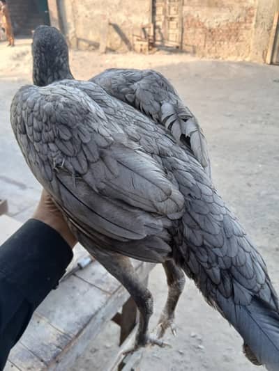 aseel pure female saleti madi 03064125877