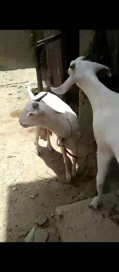 teddi bakri