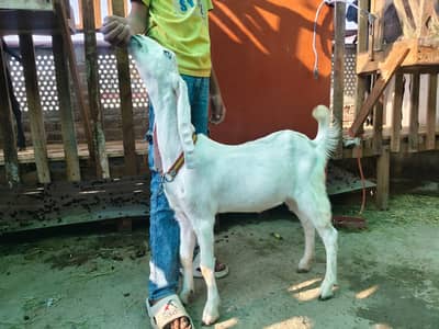 Pure Beetal Bakra | rajanpuri Bakri for sale | makki cheena goat |sale