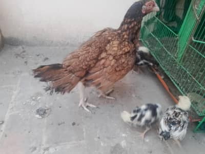 quality aseel for sale