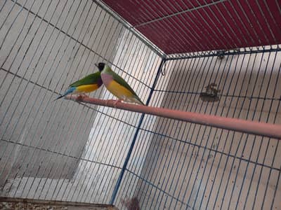 goldian pair