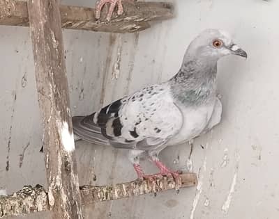 Chitti Maksi kheri & Roshan junglan female