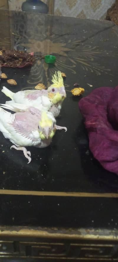 cocktail chicks or big bird chick