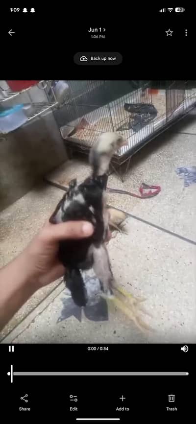 german o shamo chick cheena