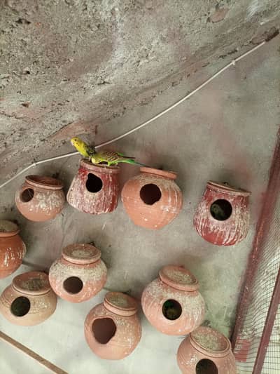 Budgies Breeding Pair.