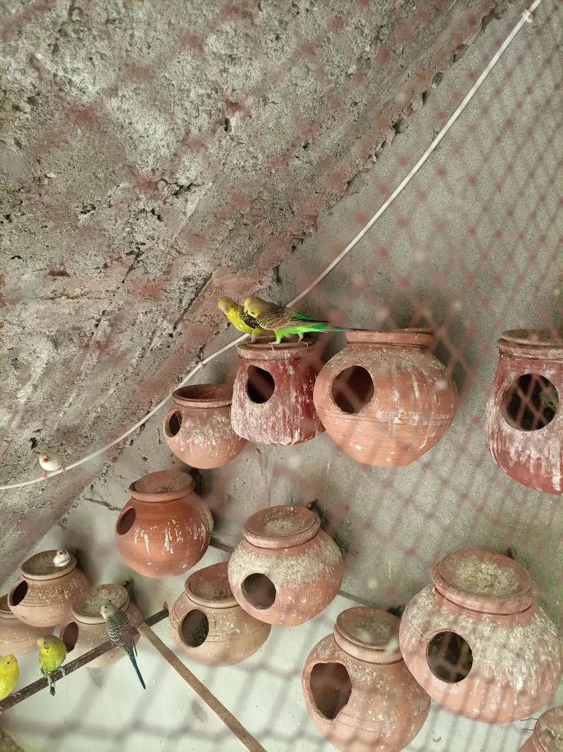 Budgies Breeding Pair. — photo 2
