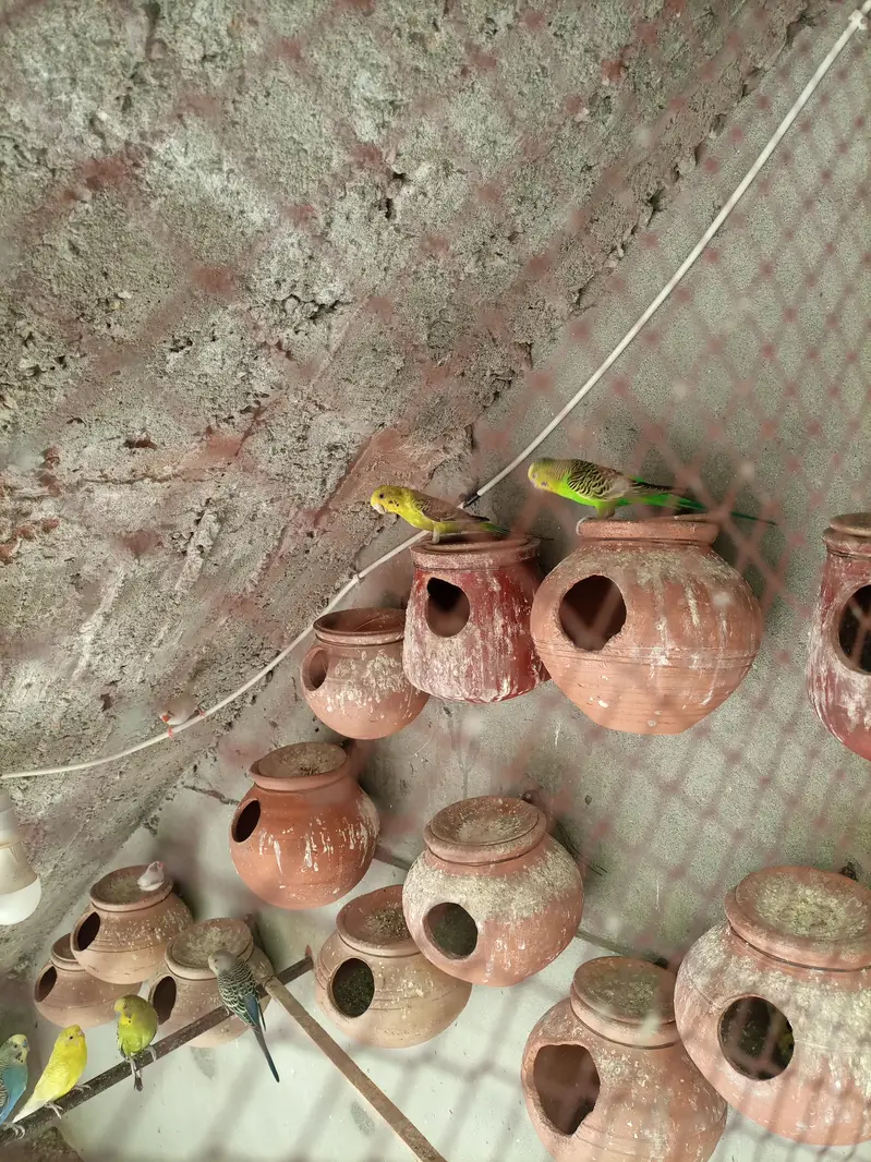 Budgies Breeding Pair. — photo 3