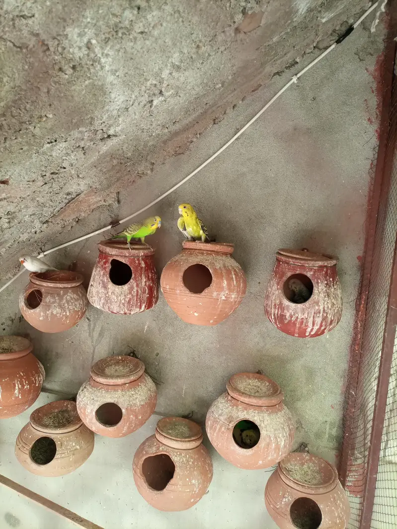 Budgies Breeding Pair. — photo 4