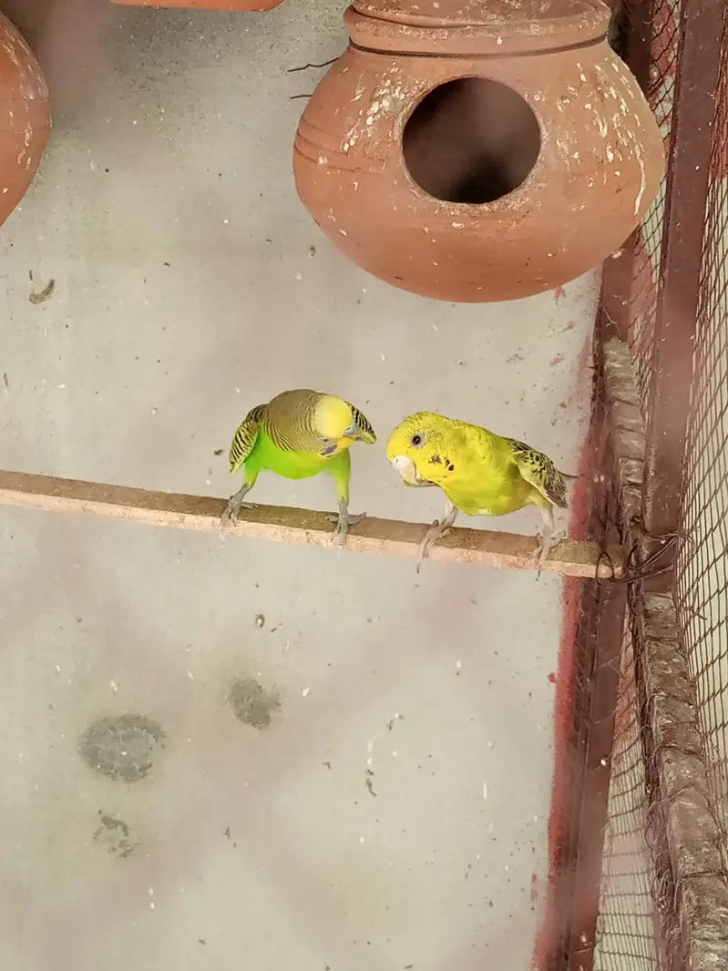Budgies Breeding Pair. — photo 5
