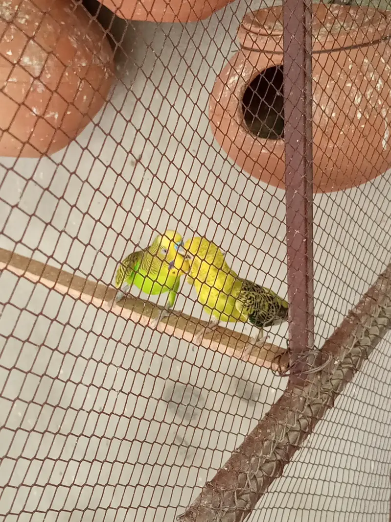 Budgies Breeding Pair. — photo 6