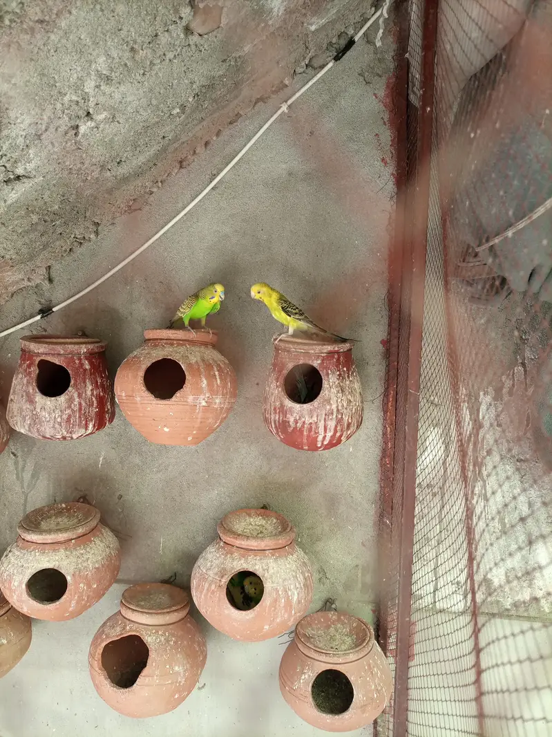 Budgies Breeding Pair. — photo 7