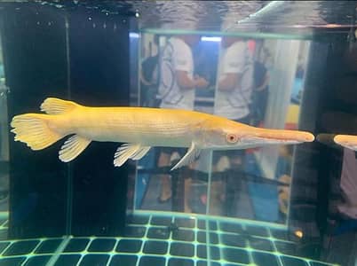 Albino alligator gar , oscar , angel , albino arowana