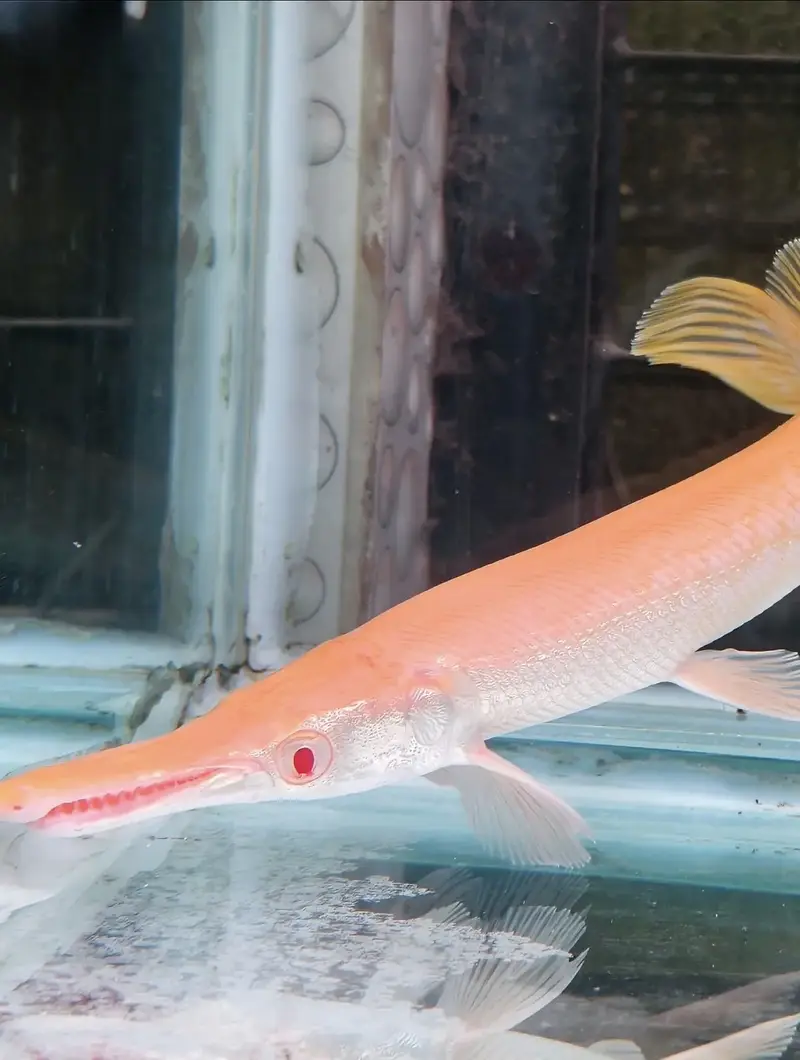 Albino alligator gar , oscar , angel , albino arowana — photo 2