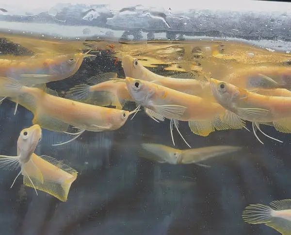 Albino alligator gar , oscar , angel , albino arowana — photo 4