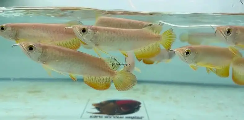 Albino alligator gar , oscar , angel , albino arowana — photo 6