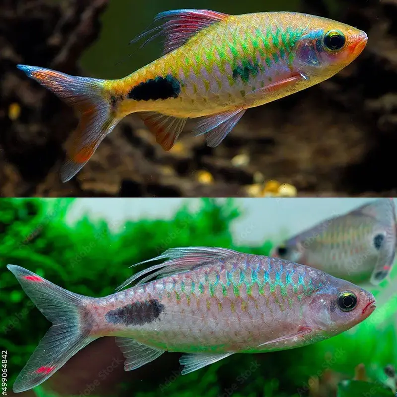 Albino alligator gar , oscar , angel , albino arowana — photo 8
