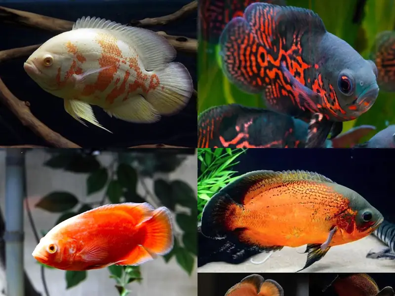 Albino alligator gar , oscar , angel , albino arowana — photo 9