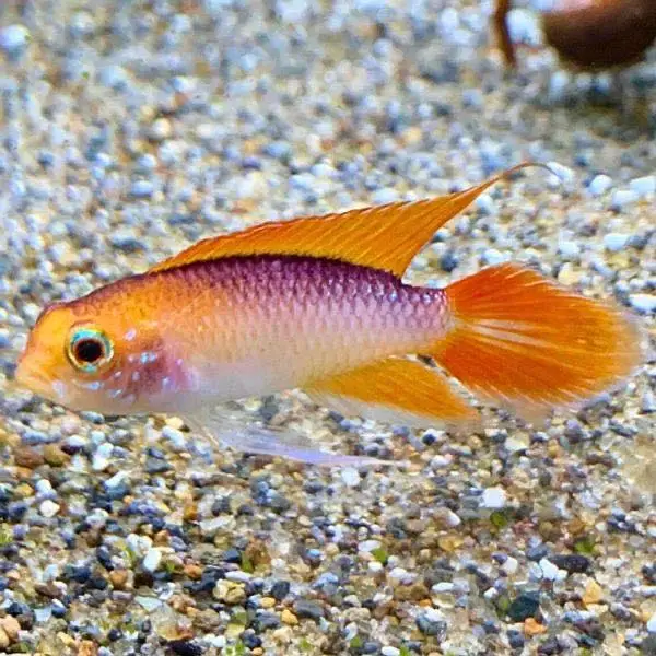Albino alligator gar , oscar , angel , albino arowana — photo 11