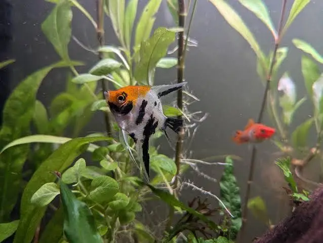 Albino alligator gar , oscar , angel , albino arowana — photo 12