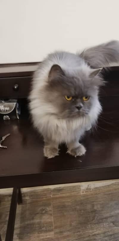 Grey persian female cat