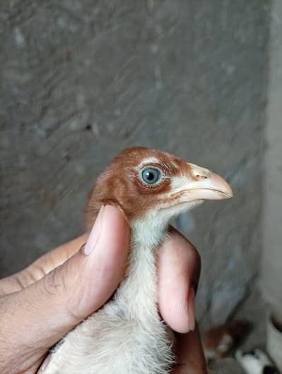 mianwali Aseel Heera cross Aseel or shamo cross chuzy for sale
