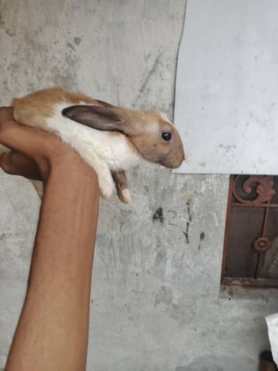 healthy rabbits for sale