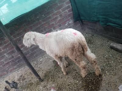 kaka or lakha Mundra chatry