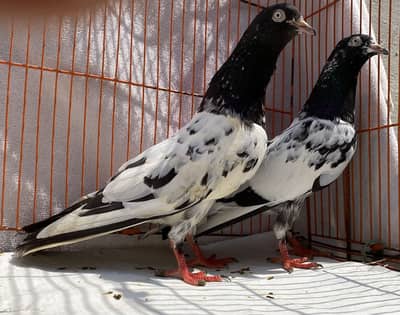 Rampuri bredr pair avil