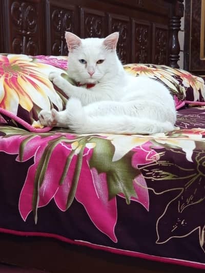 adult cat male