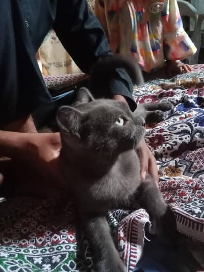 Beautiful Breed Cat for Sale